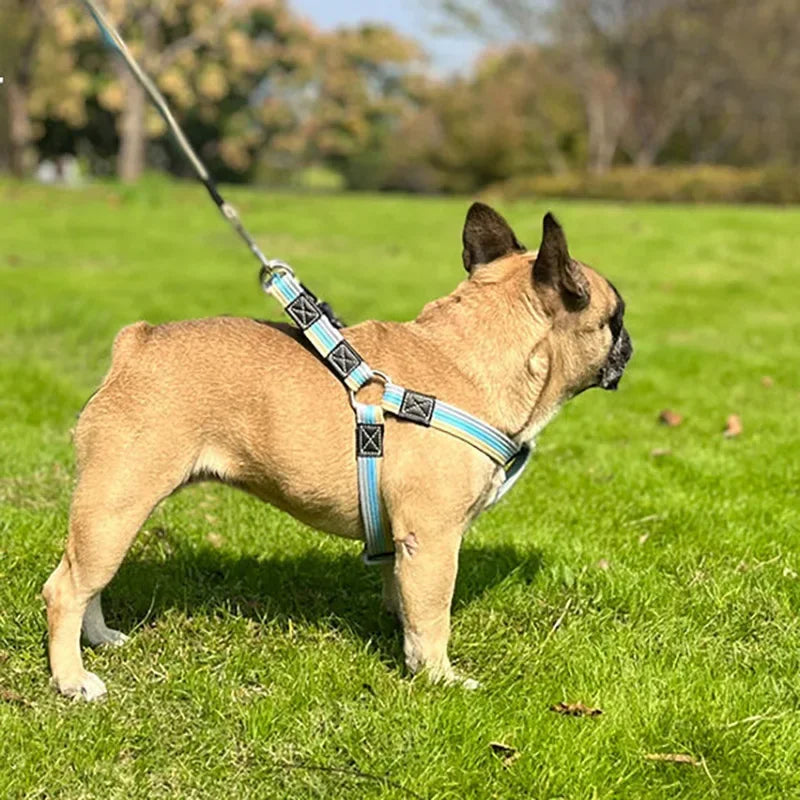 2m Long Non-Slip Rubber Nylon Dog Training Leash for Small to Large Dogs