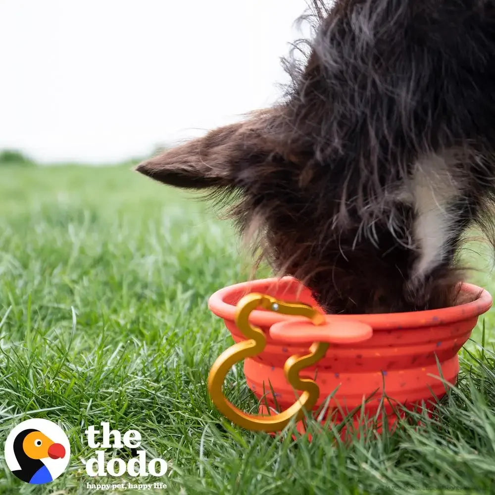 Collapsible Red Silicone Dog Bowl with Clip Portable Travel Pet Dish